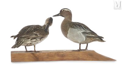 deux oiseaux perchés sur un morceau de bois