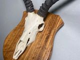 a picture of a deer ' s skull mounted on a wooden plaque