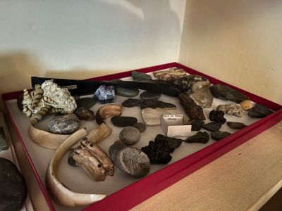 une exposition présentant divers types d'os d'animaux et d'os