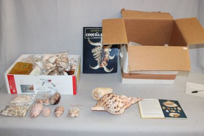 une table sur laquelle se trouvent une boîte de coquillages et un livre
