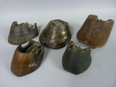 Ensemble de 5 sabots de cheval dont certains encore ferrés .