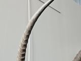 a goat head with a long horn on the wall