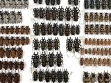 a lot of bugs that are on display in a glass case