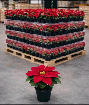 a plant that is sitting on a pallet in the middle of a warehouse