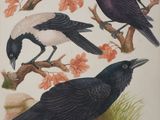 quatre oiseaux noirs perchés sur une branche d'arbre