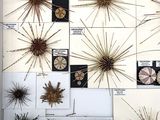 many different types of sea urchins displayed on the wall