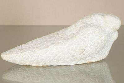 un oiseau blanc posé sur une table