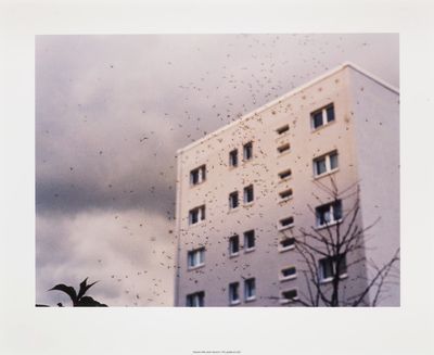 flock of birds flying in front of a white building under a cloudy sky