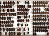 a lot of bugs that are on display in a display case