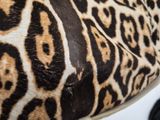 someone is holding a leopard print purse in their hand