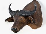 an image of a bull head mounted on a wall
