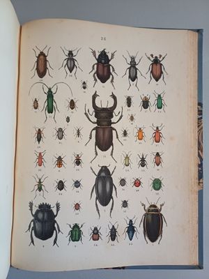 a book with a bunch of bugs on it