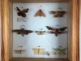 une photo d'une collection de papillons de nuit présentée dans un cadre en bois