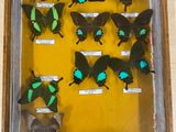 a lot of butterflies that are in a wooden frame