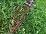 a pair of scissors laying on the ground in the grass