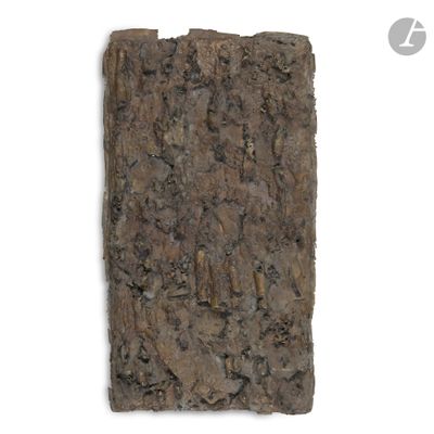 an image of a piece of bark on a white surface