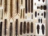 a lot of different types of bugs in this display