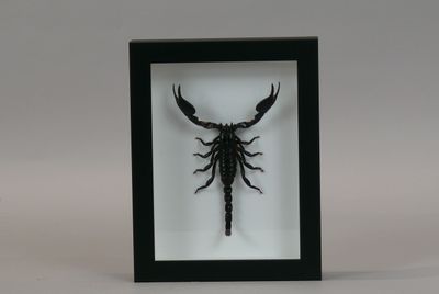 a framed insect in a black frame on a white background
