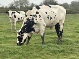 trois vaches qui paissent ensemble dans l'herbe