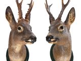 une paire de têtes de cerfs empaillées, accrochées au mur sur un fond blanc