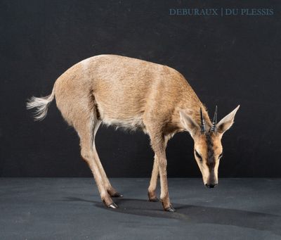 a deer that is standing on a black surface