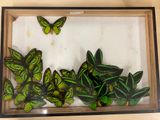 a picture of a picture of a butterfly in a frame