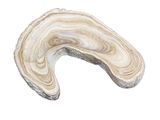 an illustration of a slice of agate on a white background