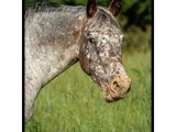 Photo 3/5 du lot