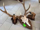 a deer skull on the floor of a living room
