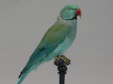 a bird that is sitting on top of a bottle