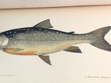 a picture of a fish that is on a book