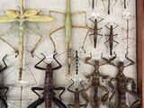 a lot of insects that are on display in a wooden frame