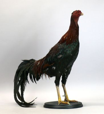 Coq de combat Shamo - Taxidermie de qualité supérieure