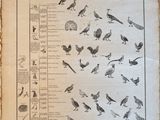 many different kinds of birds that are on this page