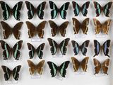 de nombreux papillons exposés dans une vitrine