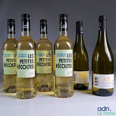 Plusieurs bouteilles de vin blanc sont alignées sur une table