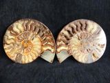 two fossilized ammonets on a black background