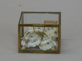a glass box with shells inside of it on a table