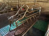 many cows that are in a pen with metal bars