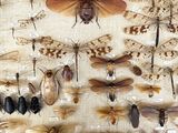 many different types of insects on display in a display case