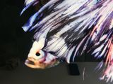 a picture of a woman ' s face on a large screen