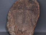 une image d'un rocher sur lequel on distingue une structure ressemblant à un fossile
