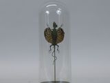 a glass bellow with a small insect inside of it