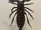 a scorpion that is sitting on top of a table