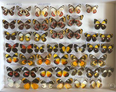 une composition de papillons dans un cadre blanc sur fond blanc