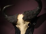 a bull ' s skull mounted on a wall in a dark room