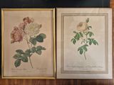 two framed botanical prints of roses on a table