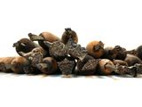 a pile of acorns on a white surface