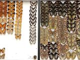 de nombreux types de plumes exposés dans une vitrine