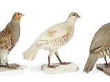 three different types of birds are standing on a white surface